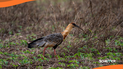 Biodiversidade