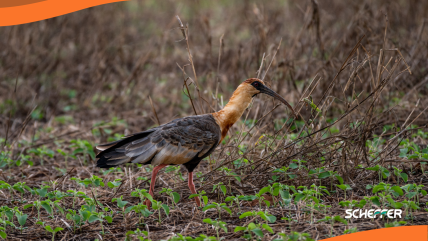 Biodiversidade