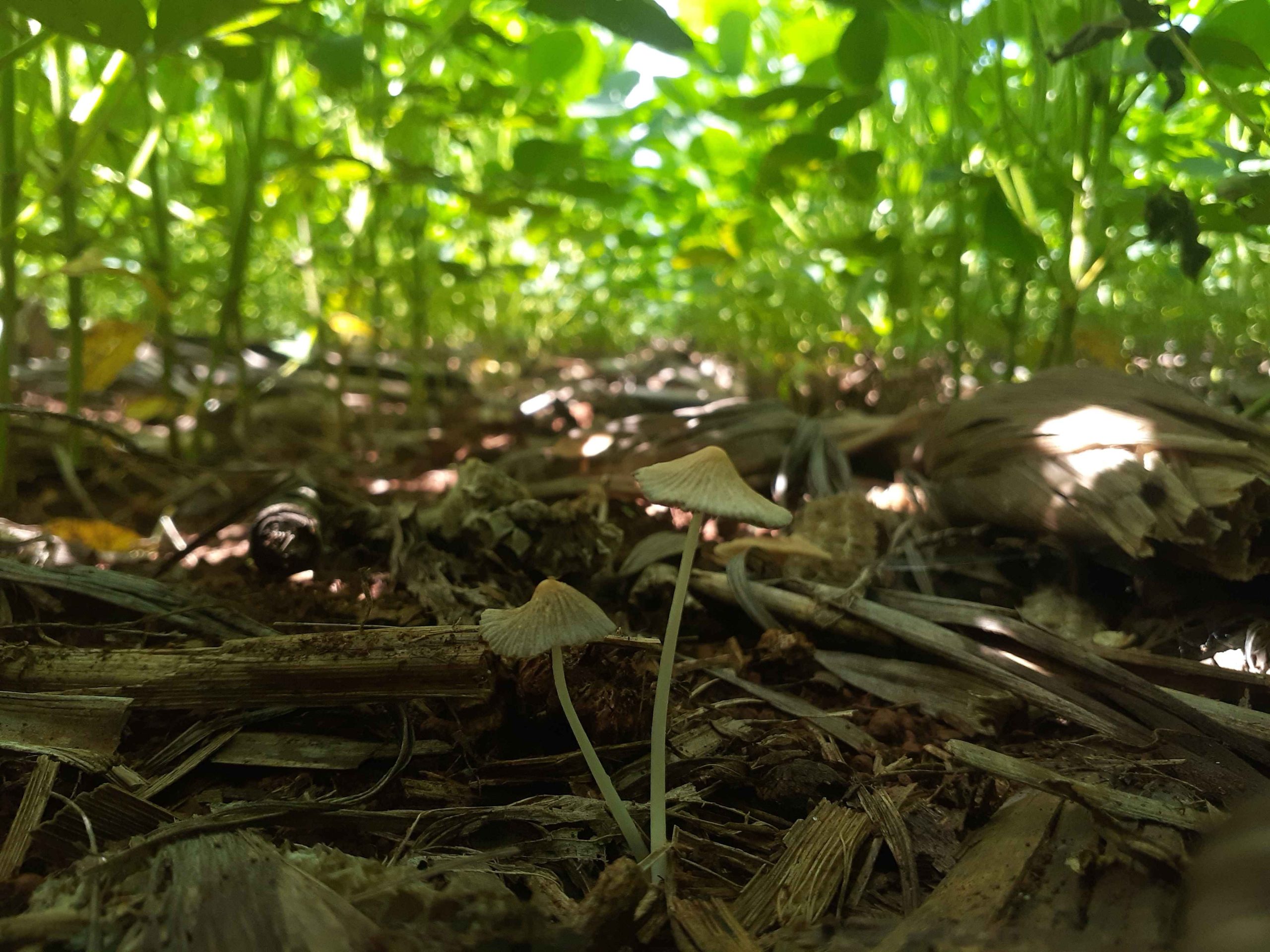 Syngenta e Scheffer assinam acordo para desenvolver soluções biológicas