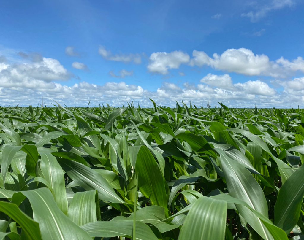 Scheffer-lavoura milho_corn crop