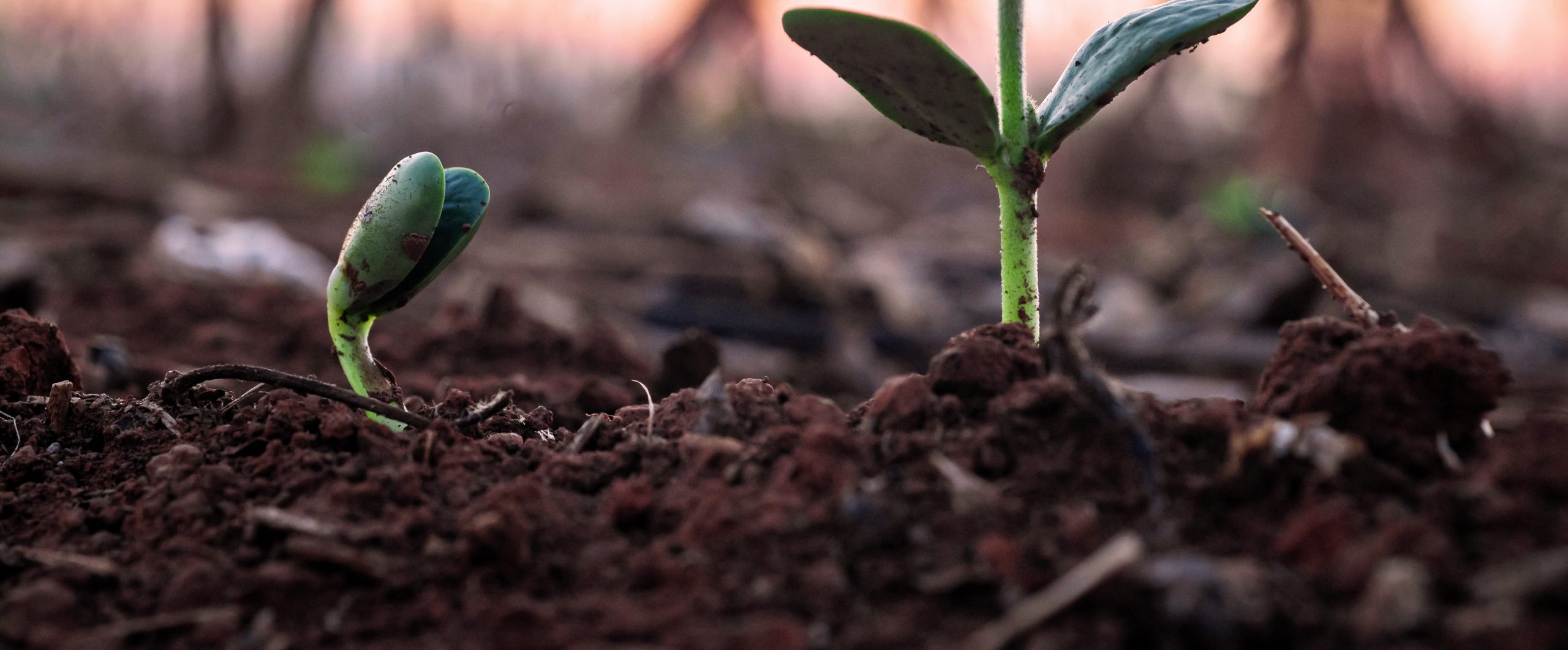 biodiversidade do solo com planta em desenvolvimento