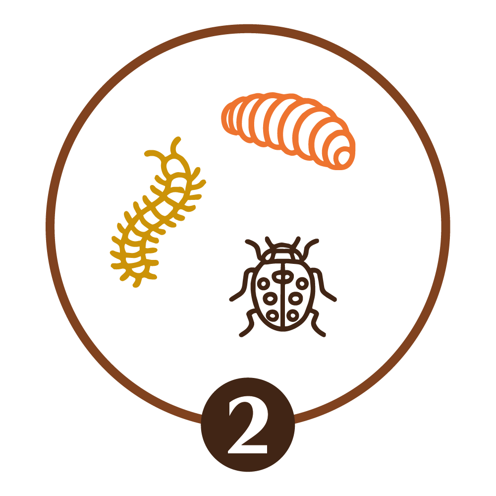 Macroorganismos