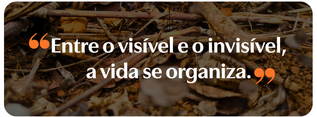 biodiversidade do solo com matéria orgânica e vida no solo.